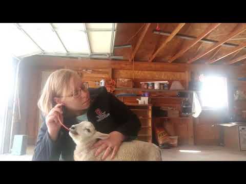 Tube Feeding Lambs & Kids