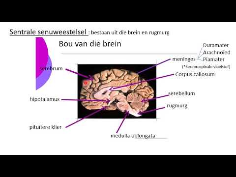 LEWENSWETENSKAP GRAAD 12: 11 Mei 2020 - periode 7 (11127)
