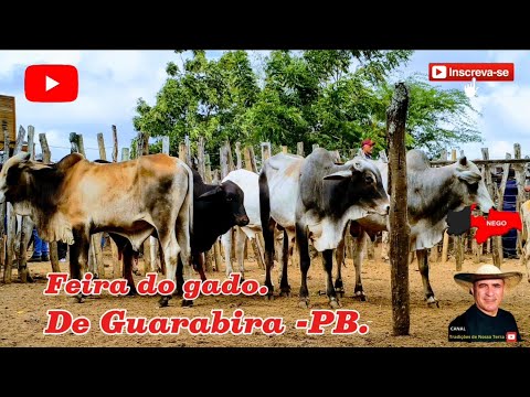 FEIRA DO GADO DE GUARABIRA - PB, DENTRO DOS CURRAIS PESQUISANDO O PREÇO.✅27/11/2025✅