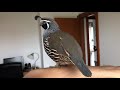 My pet California quail Alvin talks with his sister Quasi while standing on my arm.