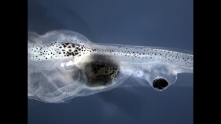 Blind tadpoles see with implanted eyes