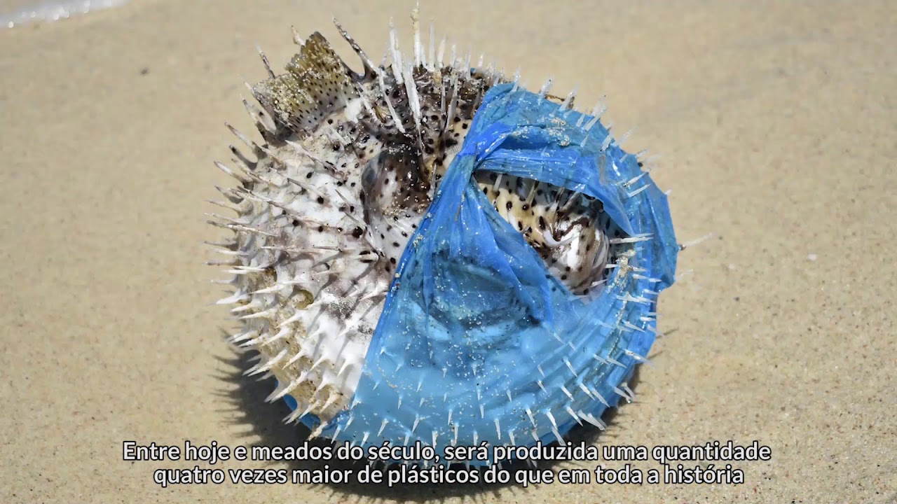 Entenda o impacto do plástico nos oceanos | Oceana