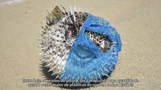Entenda o impacto do plástico nos oceanos | Oceana