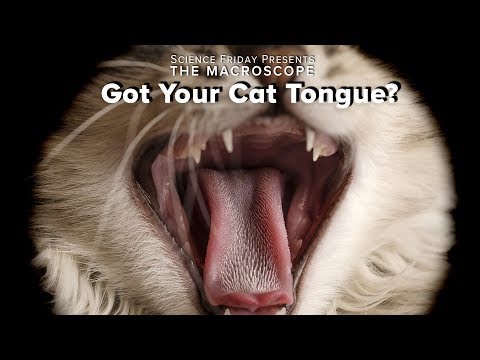Got Your Cat Tongue?