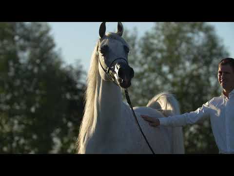 ⭐ZUMA AS ⭐(Trussardi x Chantilly Ice Aam) - STC AUCTION 2022