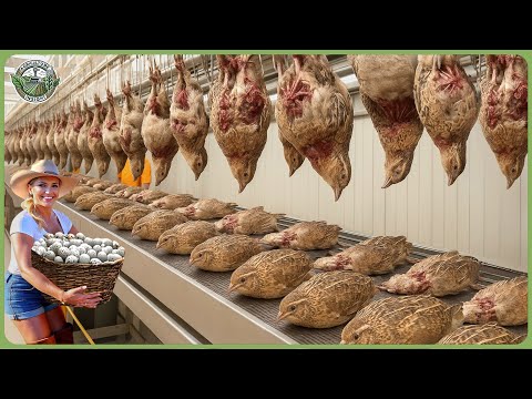 How Billions of Quail Are Raised & Processed – Massive Quail Farming For Eggs & Meat
