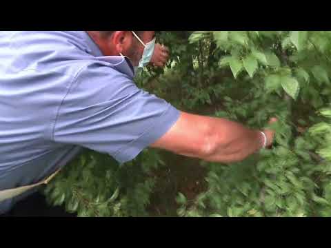 Pescia. Furti e spaccio di droga, arrestate tre persone dai Carabinieri