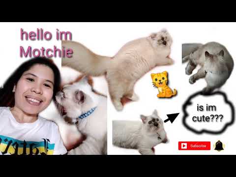 Meet our sweet,cute and supper kulit cat 🐈name MOTCHIE