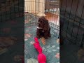 Cocker Spaniel dogs for sale: Bella-AKC Cocker Spaniel  - Video 3