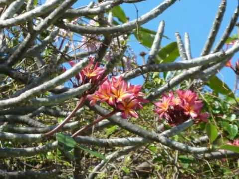 Antilles 2012 1.wmv