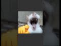 Cat Laughing At You Catlaughs Memes Funny