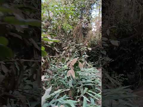 Cachoeira Conde D'eu. Chegada 32 Sumidouro RJ. #turismoruralenatureza #ruraltourism #estradasdaroça