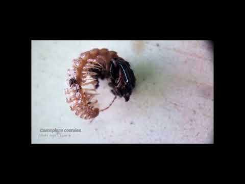 Vídeo de Caenoplana coerulea. <em>© Iñaki Rojo Legarra
