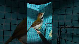 Download lagu prenjak lumut jantan gacor#shorts #prenjaklumut mp3