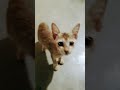 Cat Mercury Bhilai Shortvideo Shorts Mercury Bhai