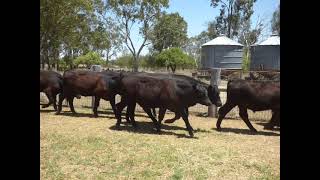 58 EU Angus Strs Goondiwindi