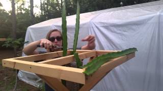 How to grow Dragon Fruit in SWFL ( part 4 )