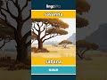 savanna - sabana video thumbnail