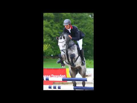 CatoCento, junger Hengst von Catoki aus einer Cento Mutter