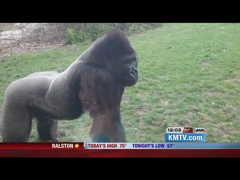 Gorilla breaks glass at Nebraska Zoo Video