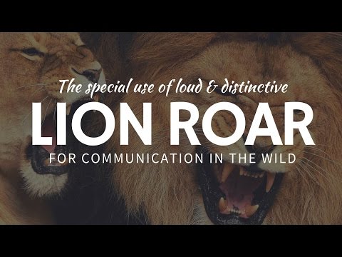 Why do LIONS ROAR & which of the big cats purrs?