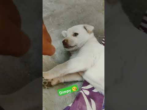 gallo agirosta dimpy 😘 #telugusongs#shortsvideo #trendingshorts #vairalshort #dimpy #vairalvideo