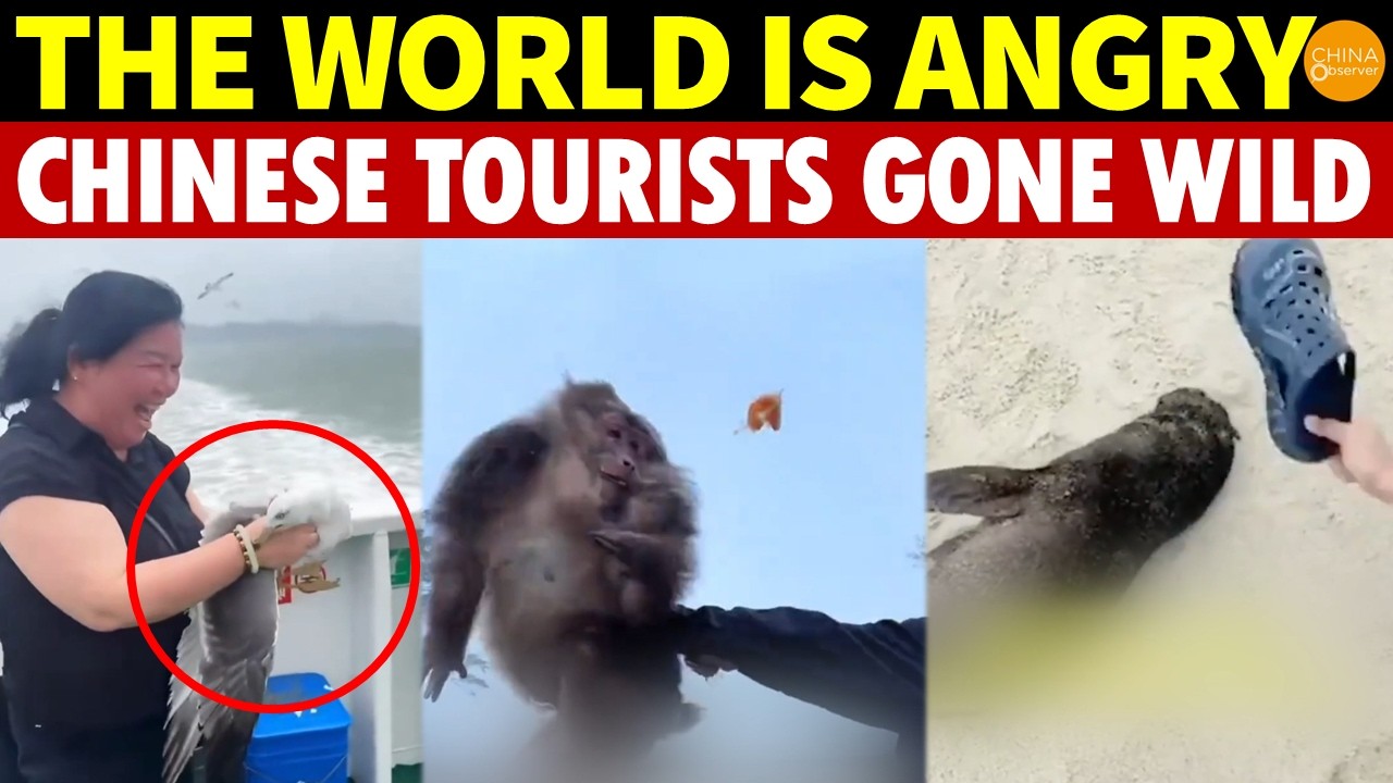 Caught On Camera: Chinese Tourists’ Shocking Animal Incidents Spark Global Outrage