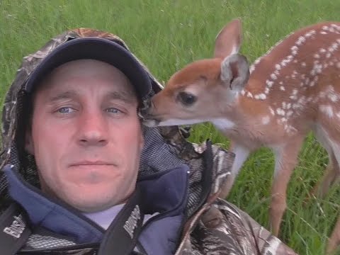 Bambi rescue: fawn refuses to part with his rescuer