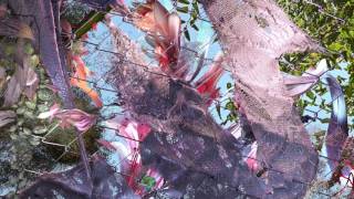 Kingdom - Nurtureworld [Audio]