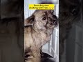 Poor dog was shaking with fear. 🥺🥺