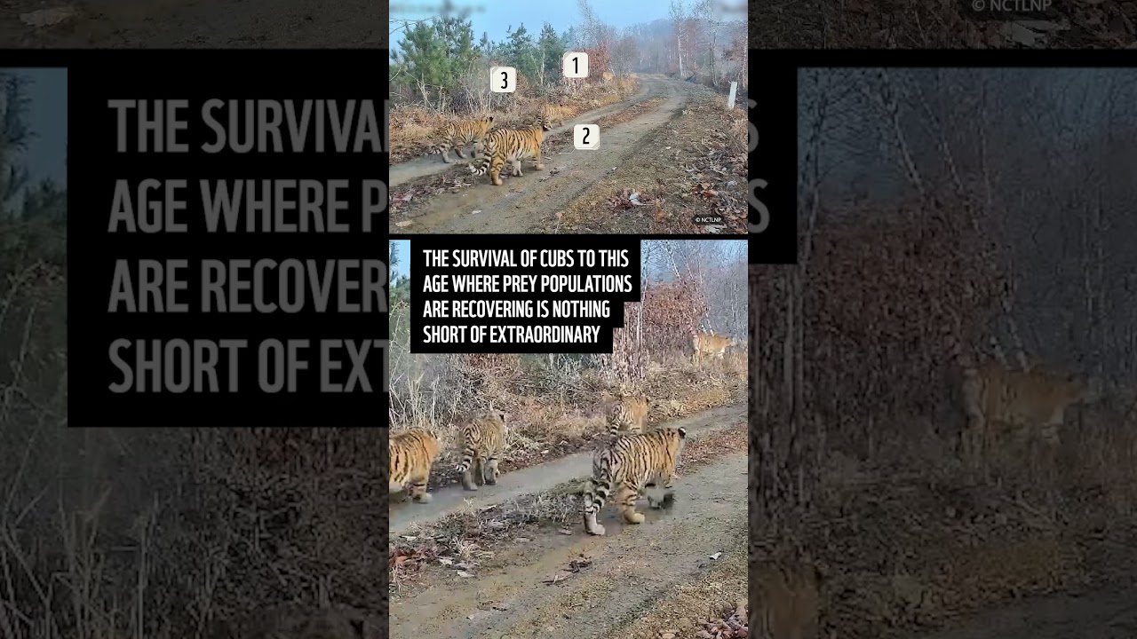 World first...5 tigers cubs recorded in the wild in China