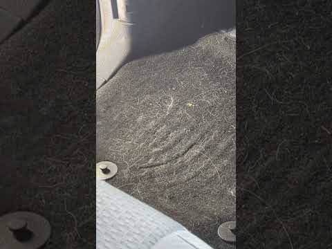 Testing VacMaster The Beast Vacuum Power On Dog Hair #detailing #cardetailing #details #carcleaning