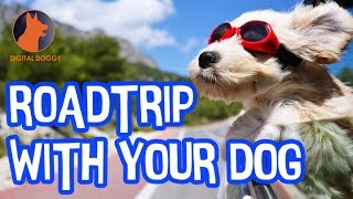 How to Road Trip with Your Dog