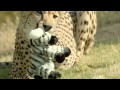 San Diego Zoo Safari Park Cheetah Run Toy TV