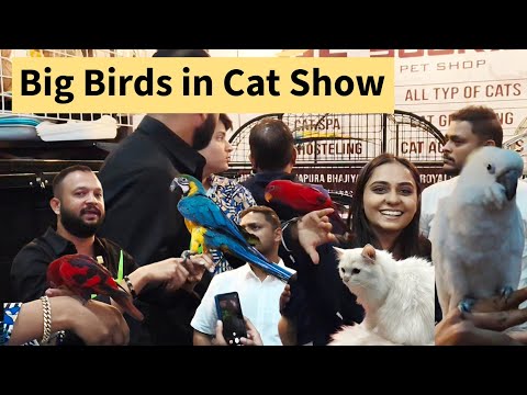 Big Birds at Cat Show 2025 Ahmedabad | Al Sugra Stall Visit | Veterinary Hospital and other stalls 