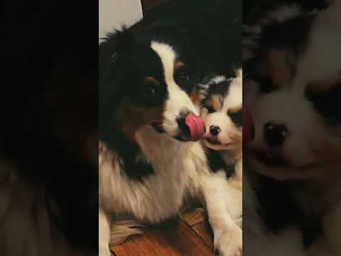 Australian Shepherd puppy for sale