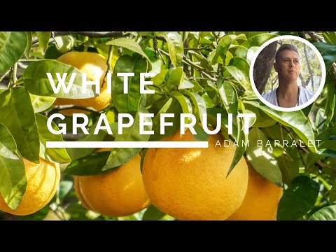 download lagu mp3 mp4 White Grapefruit Season, download lagu White Grapefruit Season gratis, unduh video klip White Grapefruit Season