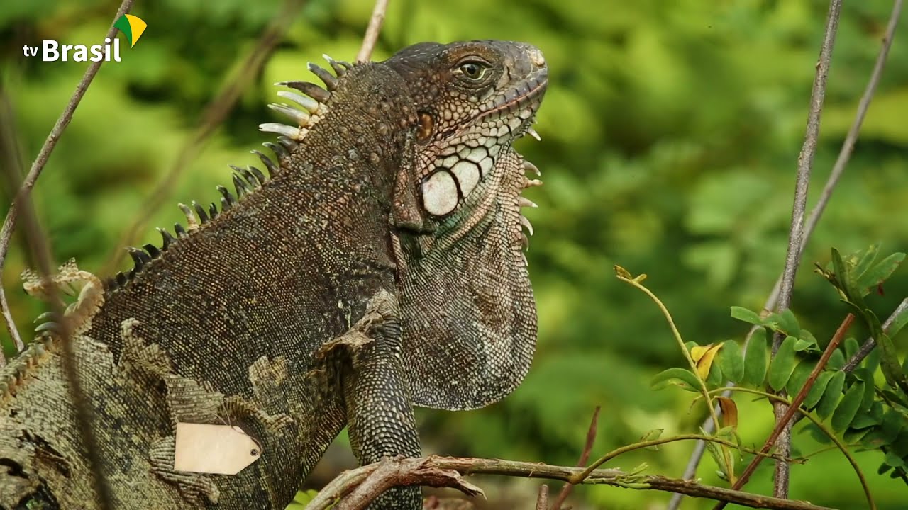 Parque Nacional do Jaú | Parques do Brasil