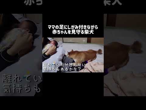 ママの足にしがみ付きながら赤ちゃんを見守る柴犬 #shibainu #shorts