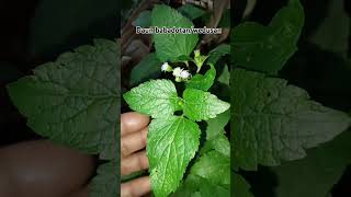 Download lagu daun babadotan bermanfaat untuk mengobati luka di luar.#obattradisional #babadotan/wedusan mp3 Download lagu daun babadotan bermanfaat untuk mengobati luka di luar.#obattradisional #babadotan/wedusan mp3