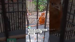 Download lagu Burung Cucak Emas Papua Gacor Ropel Keras. Burung endemik papua bersuara Merdu yang unik dan langka mp3