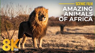 8K HDR Wildlife of Kgalagadi - Stunning South African Scenery + Real Sounds & Calm Music