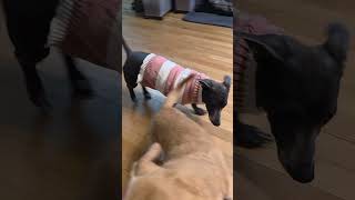 Video preview image #1 Chiweenie Puppy For Sale in Princeton, MN, USA