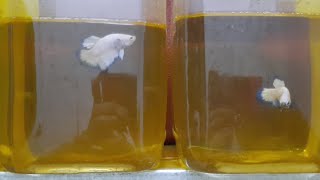 Download lagu TIPS CARA AGAR IKAN CUPANG MAU NGEDOK - Penanganan Ikan Cupang Susah Ngedok mp3 Download lagu TIPS CARA AGAR IKAN CUPANG MAU NGEDOK - Penanganan Ikan Cupang Susah Ngedok mp3