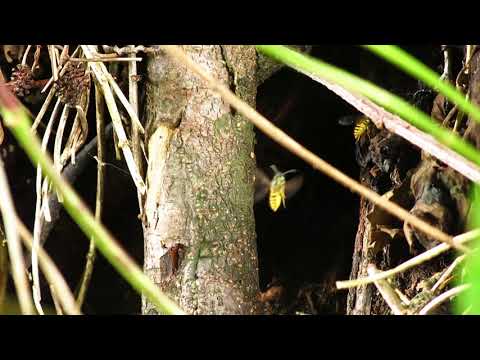 Osy dachowe w korzeniu. Osy w ziemi. PATRZ OPIS