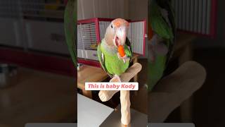 Baby Parrot Kody Eating a Carrot � Introduction to Healthy Food #bird #cute