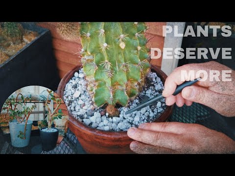 SECOND CHANCE PLANTS - ΜΙΑ ΗΣΥΧΗ ΜΕΤΑΜΟΡΦΩΣΗ