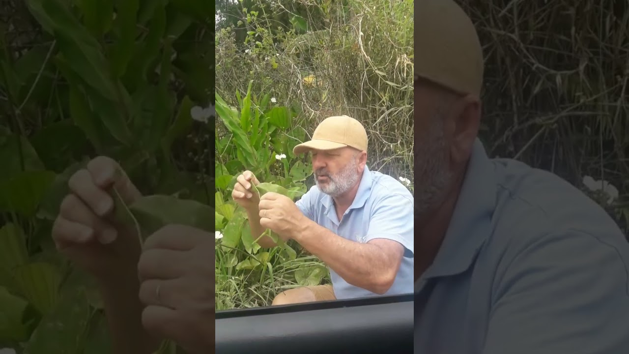 Saiba as dores que o chá de chapéu de couro pode tirar de você #Shorts