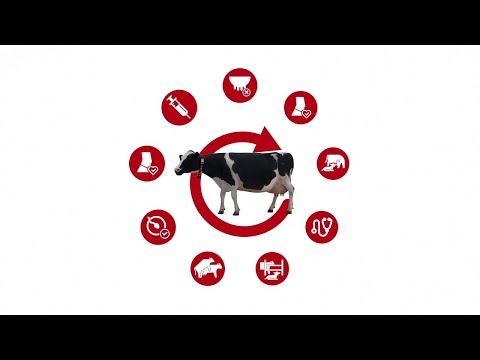 , title : 'Les interventions sur les vaches. Une organisation efficace grâce à des routines éprouvées'