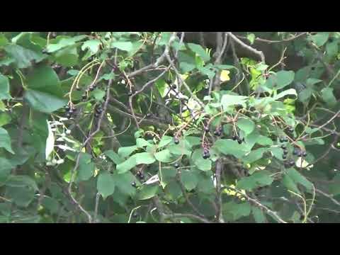 Traubenkirsche by Arche Denys